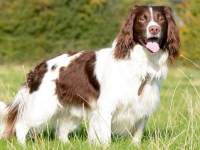 Springer-Spaniels Springer-Spaniels