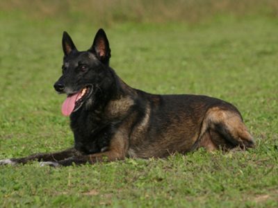 belgian-malinois belgian-malinois